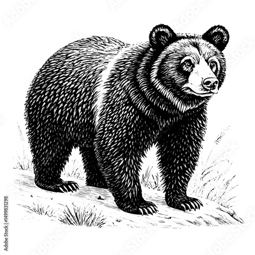 Ursus thibetanus, Asiatic black bear, engraving, line art, full body, adult, illustration, black and white, white background