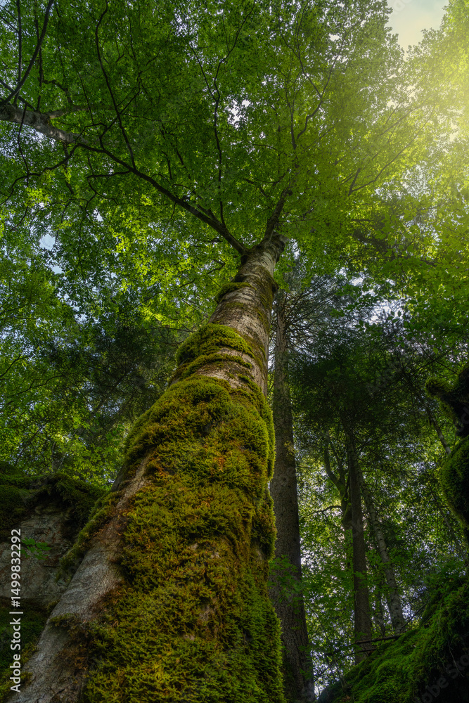 Fototapeta premium Tree crown seen from above