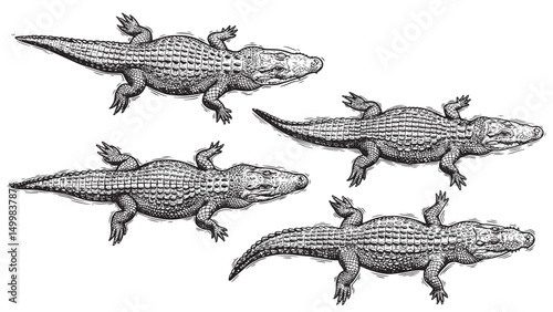 Engraved top view of swimming alligator showing full body with textured scales legs tail and motion lines