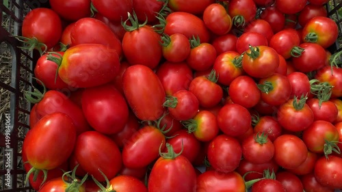 fresh red tomatoes
