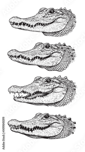Vintage engraved alligator head close up with detailed eye snout scales and exposed sharp teeth