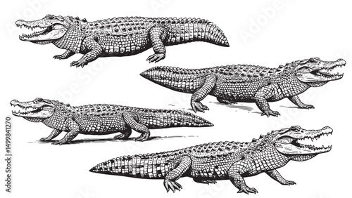 Vintage engraving of alligator side view with scaly body long tail open mouth and sharp teeth