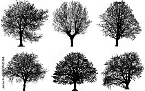 Silhouette of Forest Trees: A collection of six bare trees stand in silhouette against a clean, neutral background. Highlighting the intricate structure and organic beauty. 