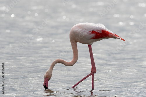 Greater flamingo