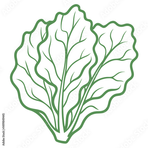 Three green lettuce leaves with detailed leaf veins illustration  