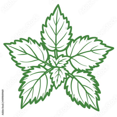 Mint leaves illustration in green outline style  