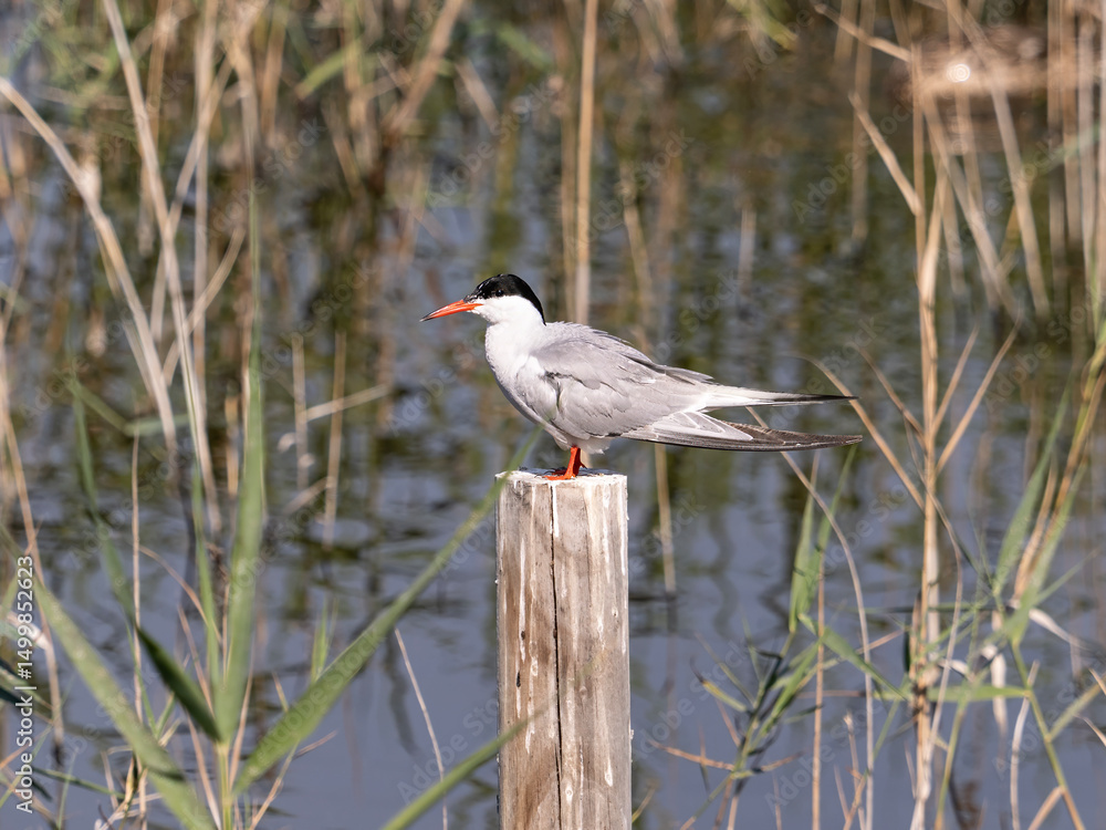 Fototapeta premium Wild birds in the Marjal del Moro (Valencia, Spain)