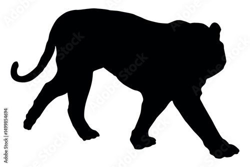 Silhouette of a powerful tiger walking with its head down on a white background