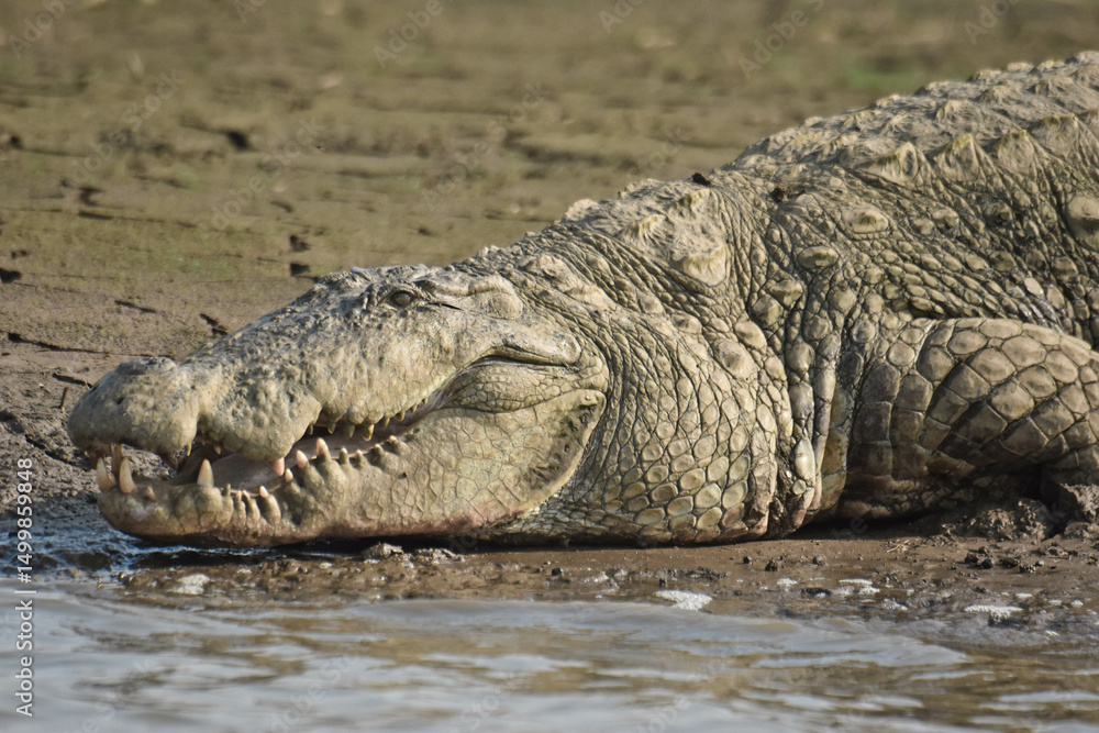 Obraz premium A large lakeside crocodile