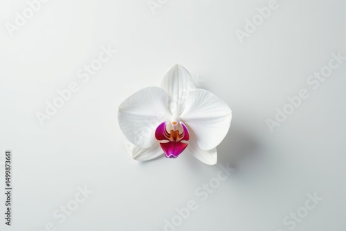 Single white orchid blossom on stark white background, floral, bloom, nature