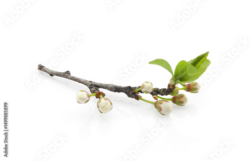 Сherry plum blossom, blooming branch with young leaves and buds isolated on white background	