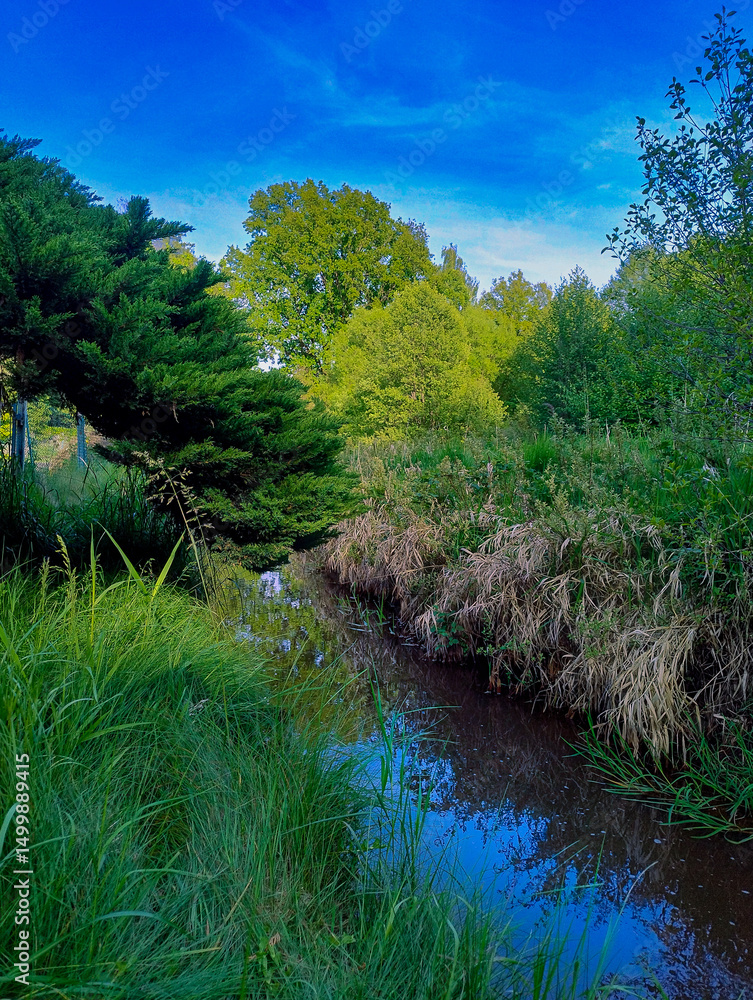 Fototapeta premium Wąski strumień płynący wśród zarośli. Brzegi porasta wysoka zielona trawa. Z lewej strony nad strumieniem wisi gałąź jałowca. W oddali widać wysokie drzewa. Niebo jest bezchmurne.