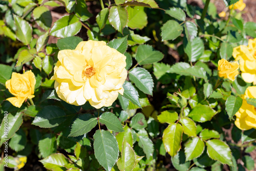 Εκτύπωση καμβά photos of the rose garden in grafton il near gordon moore park
