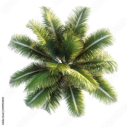 Top down view of lush green palm tree