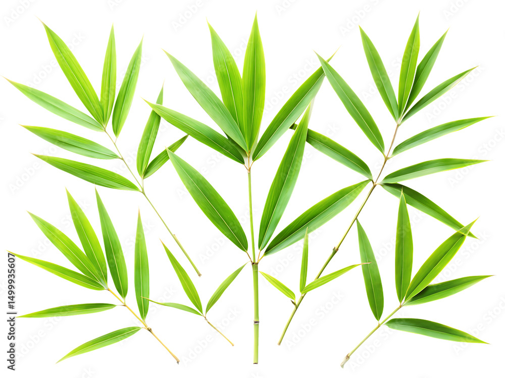 Fototapeta premium set of bamboo leaves isolated on white background, PNG