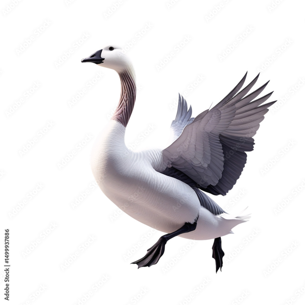 Obraz premium Peacock, Chicken, Hen, Cock, Duck, Goose, Swan, Chick, Duckling, Turkey, Wing, Poultry, Animal, Egg-laying, Feather, Food, Festival, PNG, Illustration, Learning, Egg, Baby Bird, Bird