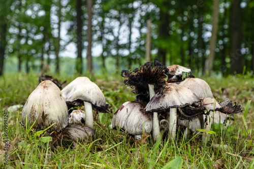 A group of Ink cap mushrooms (Coprinus) in the park