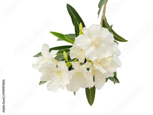 Photos bouquet of white flowers, lily of the valley Oleander, Sweet Oleander, white Bay