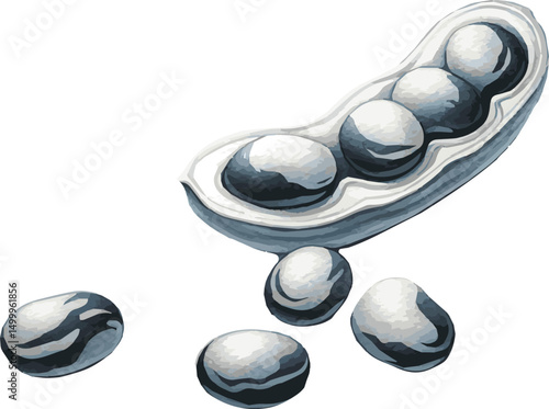 Vector watercolor painted illustration of black and white beans