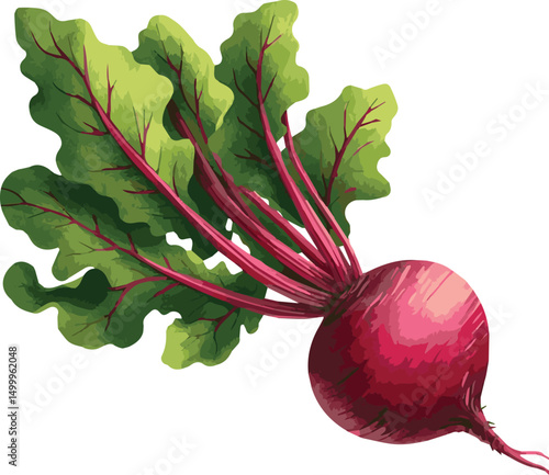 Watercolor Vector Illustration of Beetroot