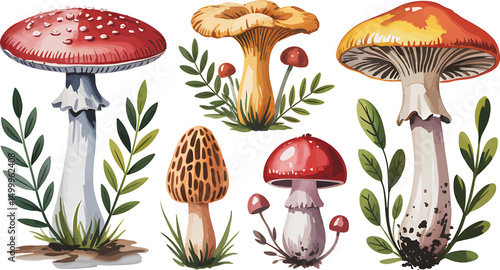Watercolor illustration of various colorful mushrooms with leaves and realistic botanical details