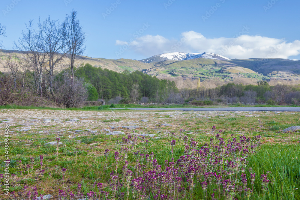 Alto Tormes Region mountains landscape with purple flower at forefront