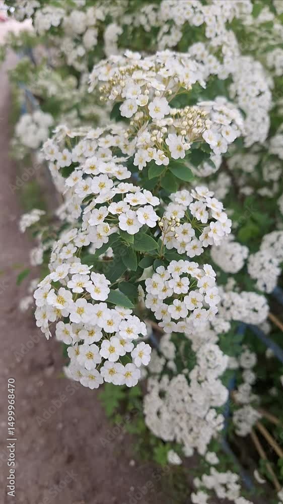 Beautiful flowers blooming along a garden path in springtime Beautiful flowers blooming along a garden path in springtime