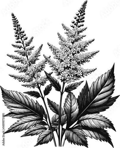 Detailed Black and White Illustration of a Goat's Beard Plant