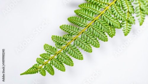 Intricate Fern Frond Detail, Natural Beauty