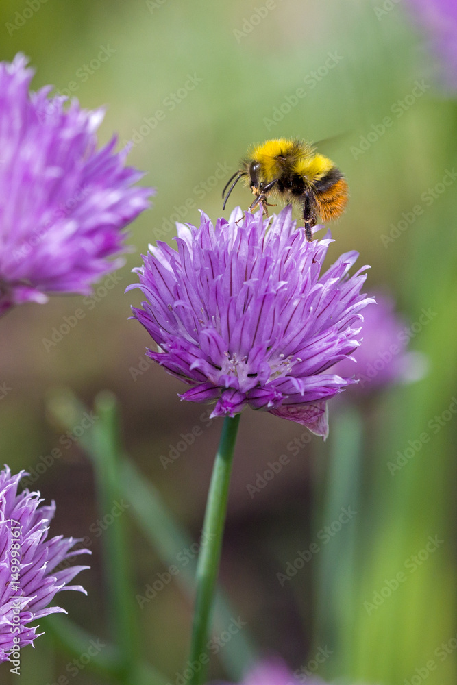 a flying early bumblebee on the pink blossom of chives in the sunlight and green blurred background a flying early bumblebee on the pink blossom of chives in the sunlight and green blurred background