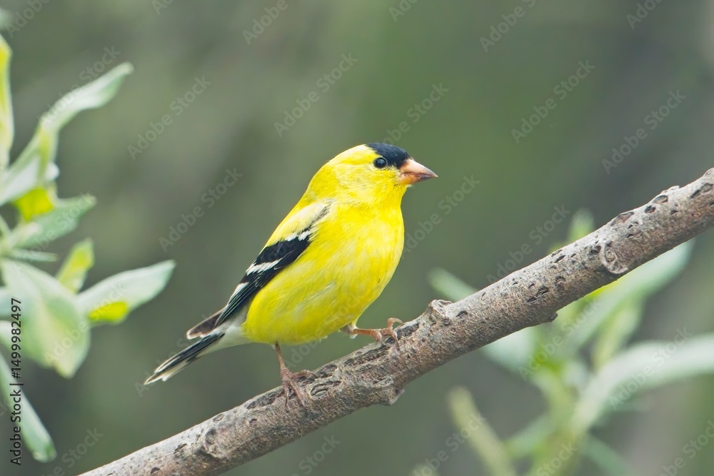 Goldfinch perched on a tree branch. Goldfinch perched on a tree branch.