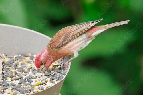 Fotografie Purple finch eating seeds from the feeder.