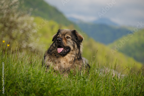 Foto Slovenian Karst shepherd dog breed
