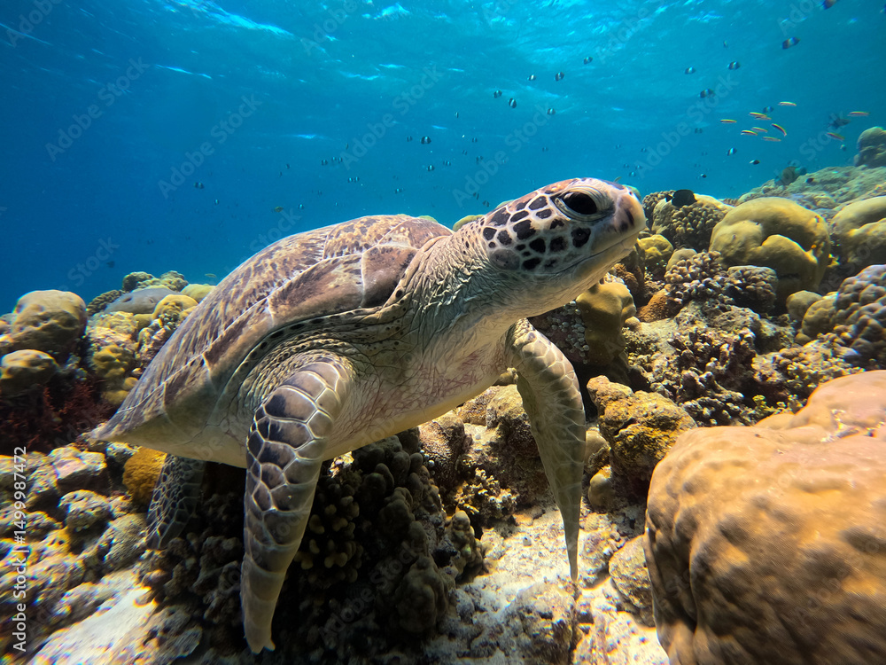 Obraz premium A green sea turtle glides gracefully through a vibrant coral reef in the Maldives, surrounded by colorful marine life. The clear blue water enhances the beauty of the underwater ecosystem.