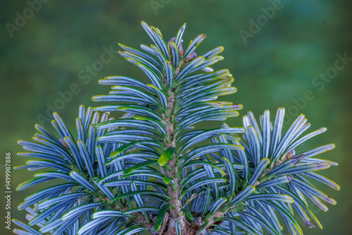 USA, Washington State, Seabeck. Blue underside of Korean fir needles.