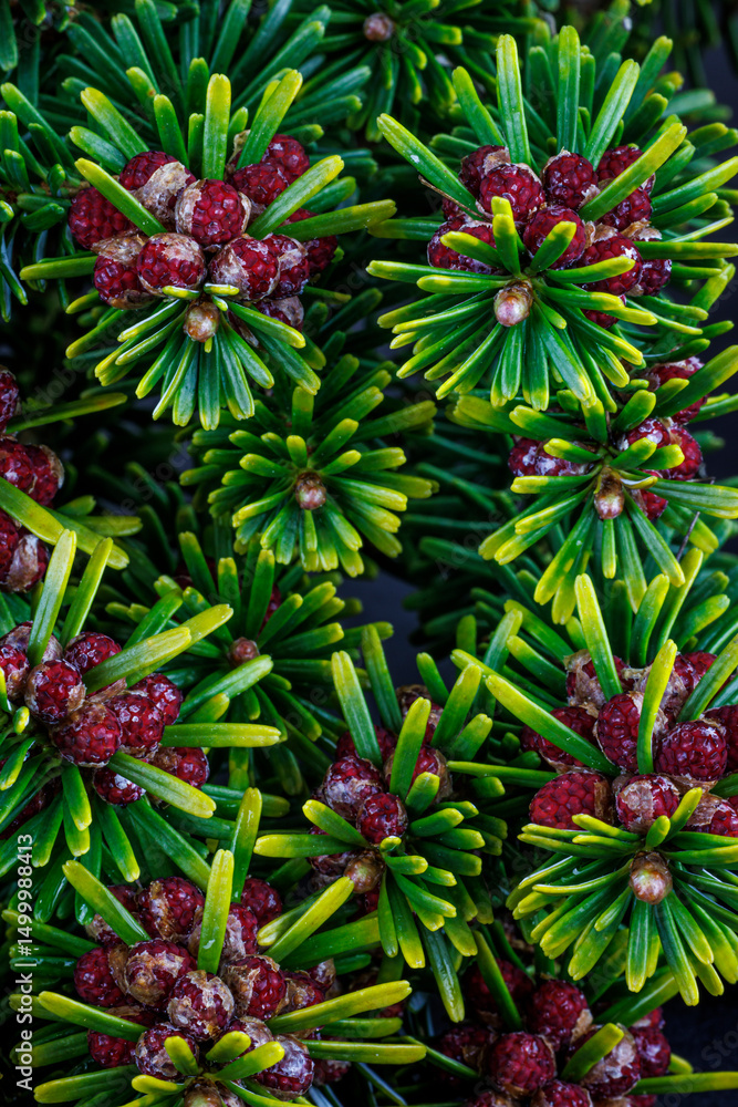 USA, Washington State, Seabeck. Close-up of Korean fir with pollen cones. USA, Washington State, Seabeck. Close-up of Korean fir with pollen cones.