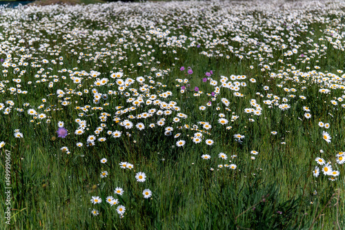 Foto A vast field, strewn with a multitude of white daisies with yellow centers, stretches to the horizon under the bright sunlight