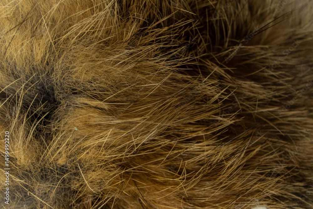 Fototapeta premium bushy brown rough dog fur