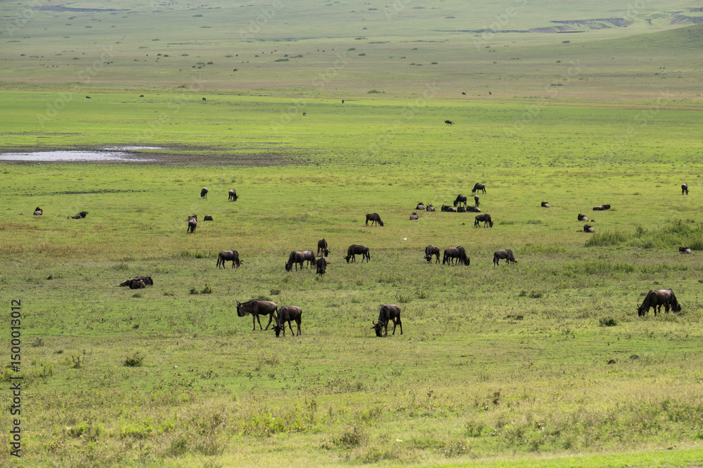 Wildebeest Herd Grazing in Ngorongoro Crater Grasslands Wildebeest Herd Grazing in Ngorongoro Crater Grasslands