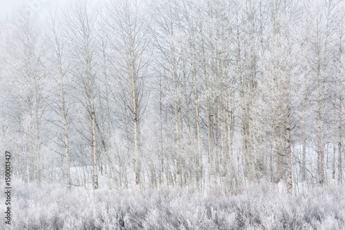 Wallpaper Mural USA, Wyoming, Jackson. Grand Teton National Park, Lacy ice covers aspen trees and plants at foggy Oxbow Bend Torontodigital.ca