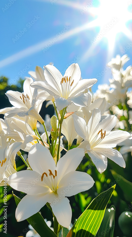 Fototapeta premium Clusters of stunning white flowers thrive in a garden, illuminated by radiant sunlight against a bright blue sky