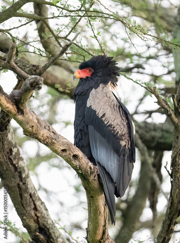 Bateleur Eagle Perched on Tree Branch in African Savanna