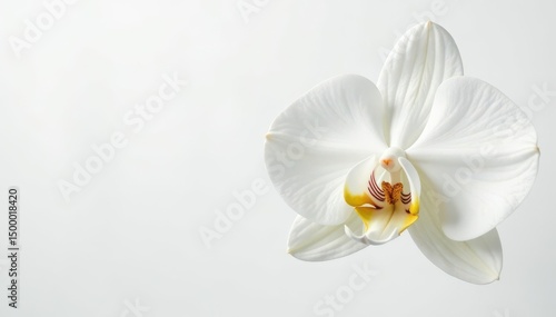 Delicate white orchid blossom on pure white backdrop, nature, zen