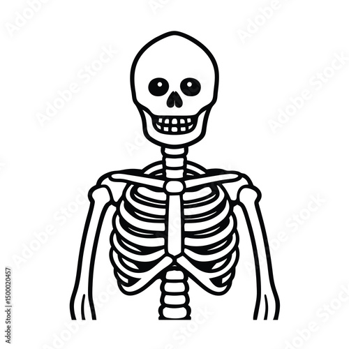 human skeleton isolated on white
