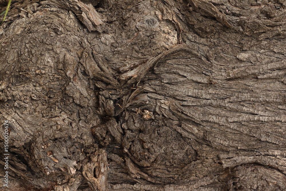 Fototapeta premium Tree bark background. tree bark close up, tree bark texture