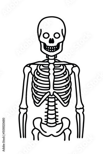 human skeleton