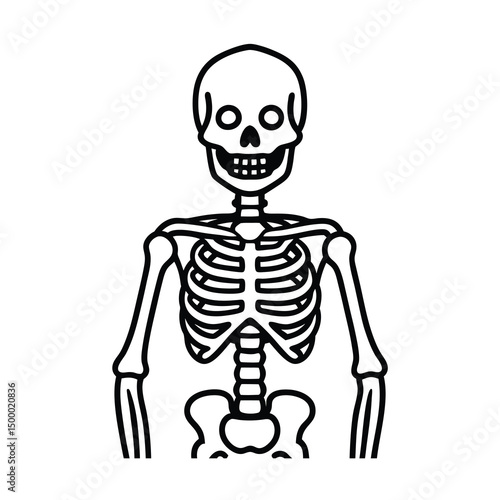human skeleton