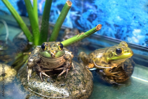Photography Frog in a Terrarium – Kuala Lumpur Butterfly Park Indoor Exhibit