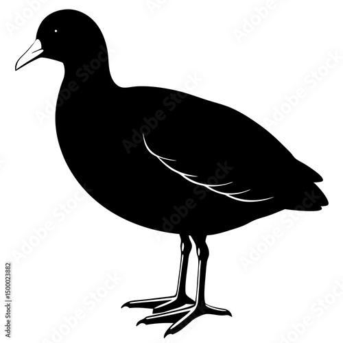 Coot Bird Perched On White