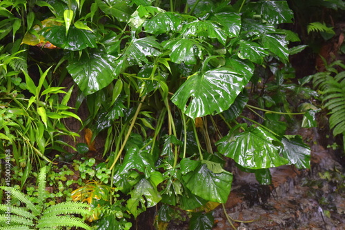 Photography Beautiful green alocasia leaves in Kuala Lumpur Butterfly Park, Malaysia